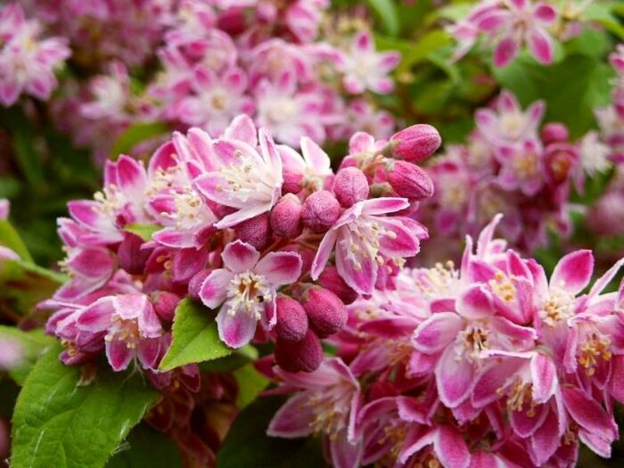 Aed-deutsia<br/>'Strawberry Fields'<br/><span class="toote_lisa">Deutzia x hybrida</span> - Image 4