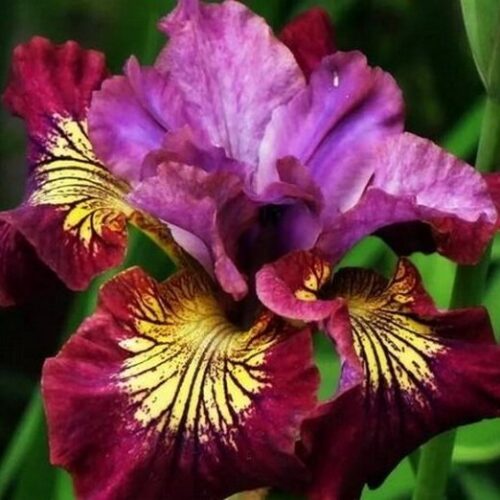 siberi iiris miss apple