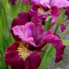 siberi iiris miss apple