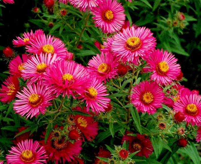 Aster nova-angliae ‘Alma Pötske’ kaunis aster a.pötschke