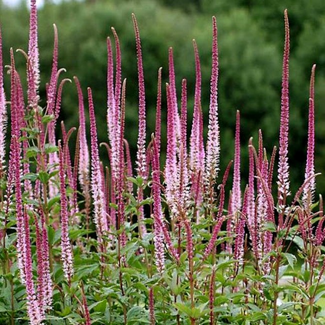 Mannasmailane ‘Erica’