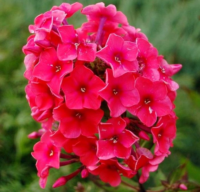 ‘Tequila Sunrise’ aedfloks tequila sunrise
