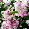 Kare deutsia<br/>'Codsall Pink'<br/><span class="toote_lisa">Deutzia scabra</span> - Image 3