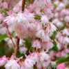 Kare deutsia<br/>'Codsall Pink'<br/><span class="toote_lisa">Deutzia scabra</span> - Image 2