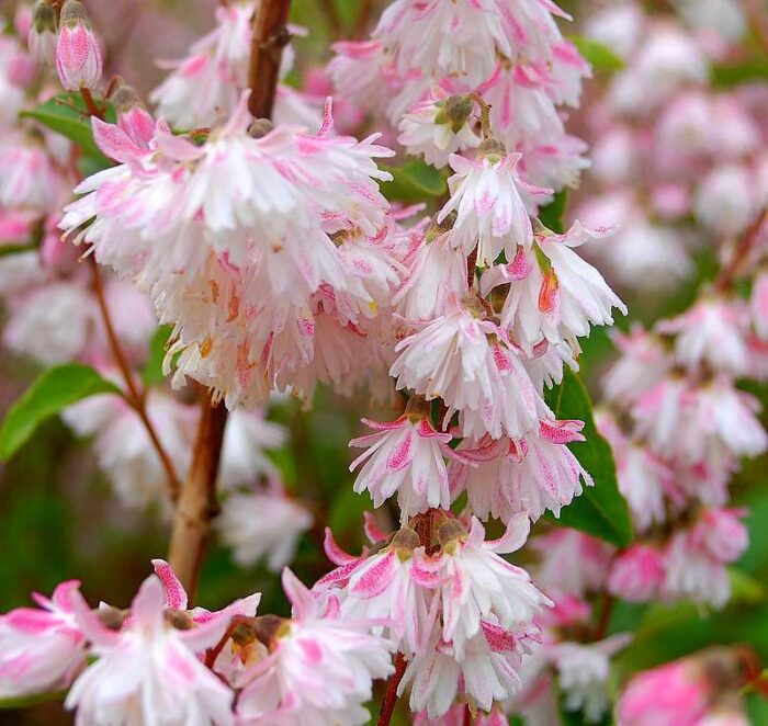 Kare deutsia<br/>'Codsall Pink'<br/><span class="toote_lisa">Deutzia scabra</span> - Image 2