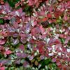Thunbergi kukerpuu<br/>'Rose Glow'<br/><span class="toote_lisa">Berberis thunbergii</span> - Image 3