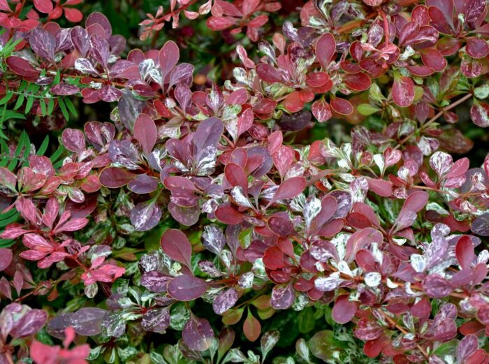 Thunbergi kukerpuu<br/>'Rose Glow'<br/><span class="toote_lisa">Berberis thunbergii</span> - Image 3