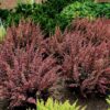 Thunbergi kukerpuu<br/>'Rose Glow'<br/><span class="toote_lisa">Berberis thunbergii</span> - Image 4