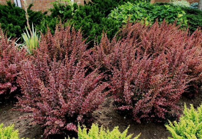 Thunbergi kukerpuu<br/>'Rose Glow'<br/><span class="toote_lisa">Berberis thunbergii</span> - Image 4