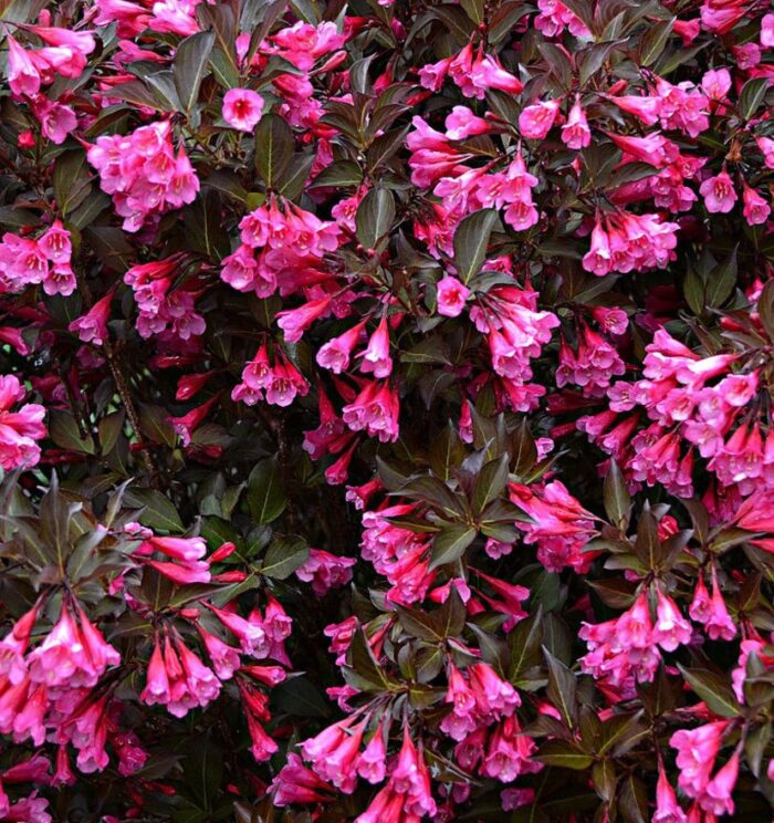 Kaunis veigela<br/>'Alexandra'<br/><span class="toote_lisa">Weigela florida</span> - Image 2