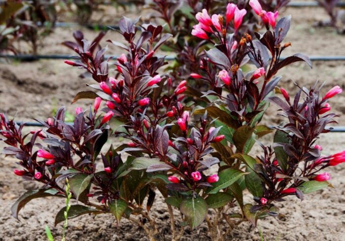 Kaunis veigela<br/>'Alexandra'<br/><span class="toote_lisa">Weigela florida</span> - Image 3