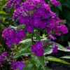 Aedfloks<br/> 'Border Gem' <br/><span class="toote_lisa">Phlox paniculata</span> - Image 3