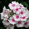 Aedfloks<br/> 'Kirmesländer' <br/><span class="toote_lisa">Phlox paniculata</span> - Image 2