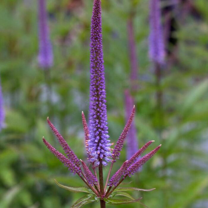 Männasmailane<br/>'Cupid'<br/><span class="toote_lisa">Veronicastrum virginicum</span> - Image 2
