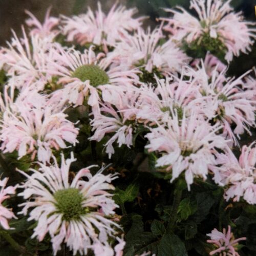 aedmonarda melua appleblossom