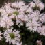 aedmonarda melua appleblossom