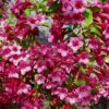 Kaunis veigela<br/>'Rumba'<br/><span class="toote_lisa">Weigela florida</span> - Image 2