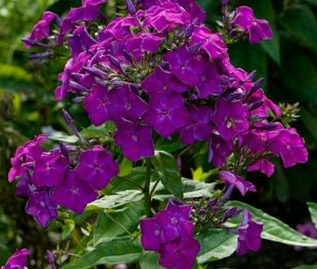 Aedfloks ‘Border Gem’ aedfloks border gem