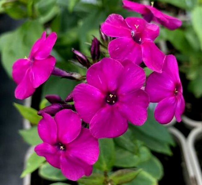 Aedfloks ‘Early Magenta’ aedfloks early magenta
