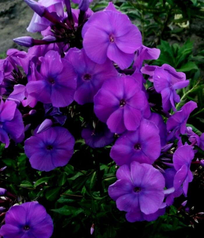 Aedfloks<br/> 'Taina' <br/><span class="toote_lisa">Phlox paniculata</span> - Image 3