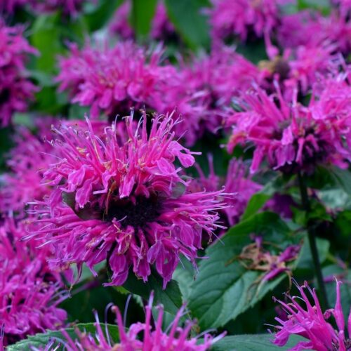 aedmonarda knight purple