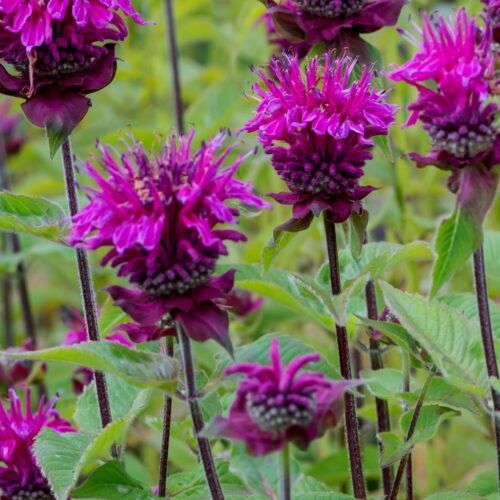 aedmonarda knight purple