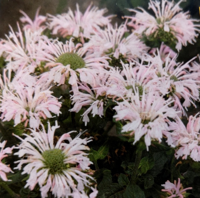 Aedmonarda ‘Melua Appleblossom’ aedmonarda melua appleblossom