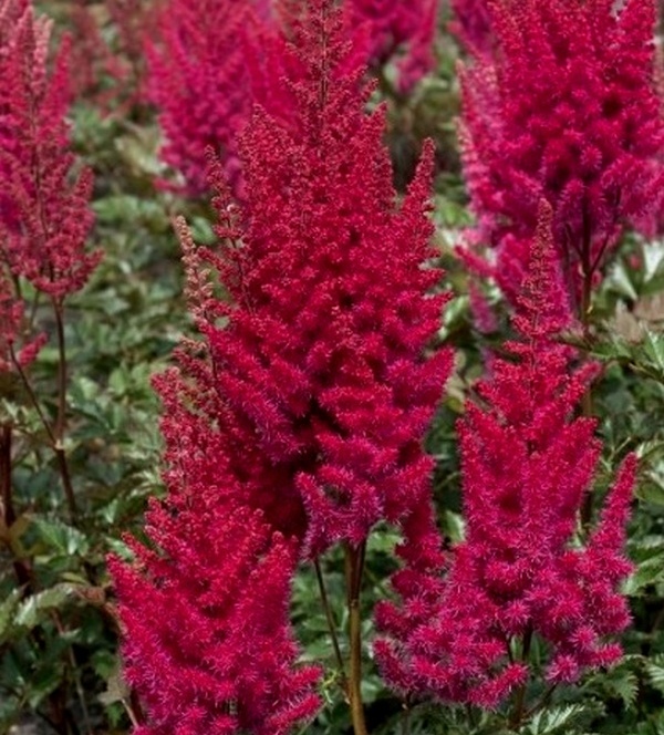 Astilbe .Lowlands Red’ bl astilbe lowlands red