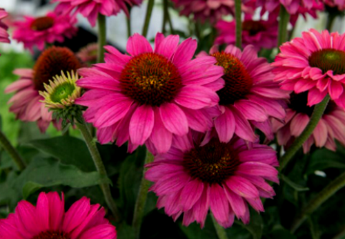 Siilkübar ‘Sunbuzzers Magenta’ siilkübar sunbuzzers magenta