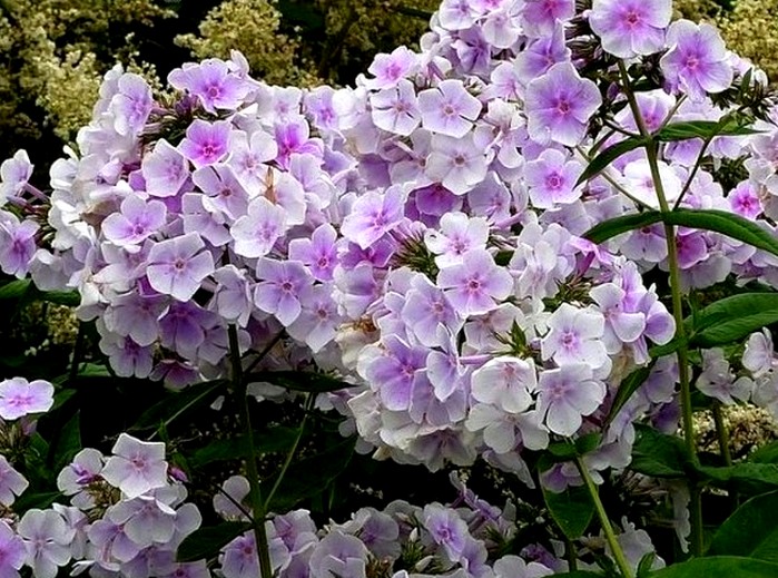 Aedfloks ‘Lavendelwolke’ aedfloks lavendelwolke
