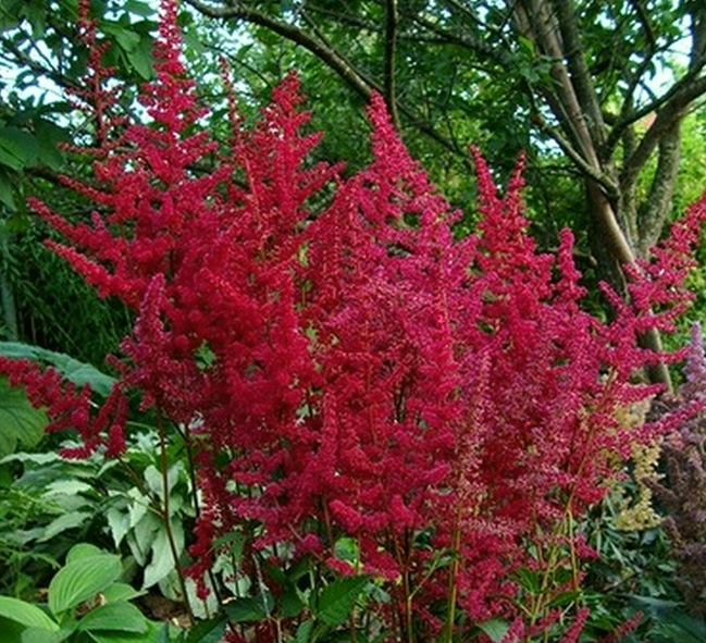 Arendsi astilbe ‘Spartan’ arendsi astilbe spartan