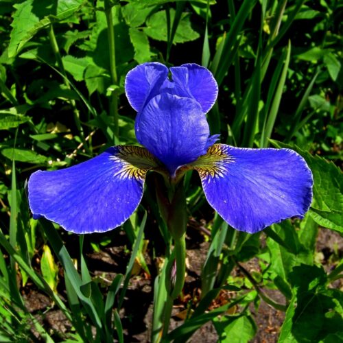 siberi iiris silver edge