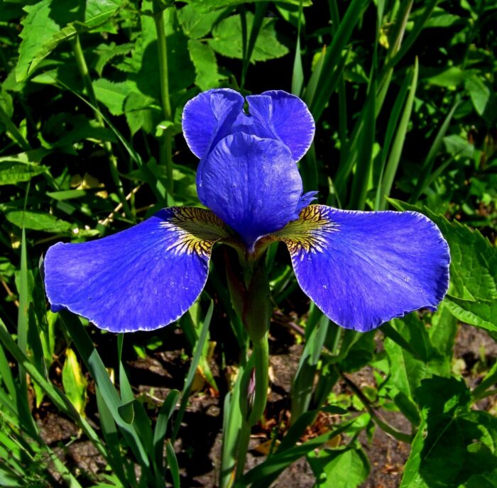 siberi iiris silver edge
