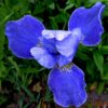 siberi iiris silver edge