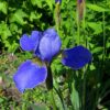 siberi iiris silver edge