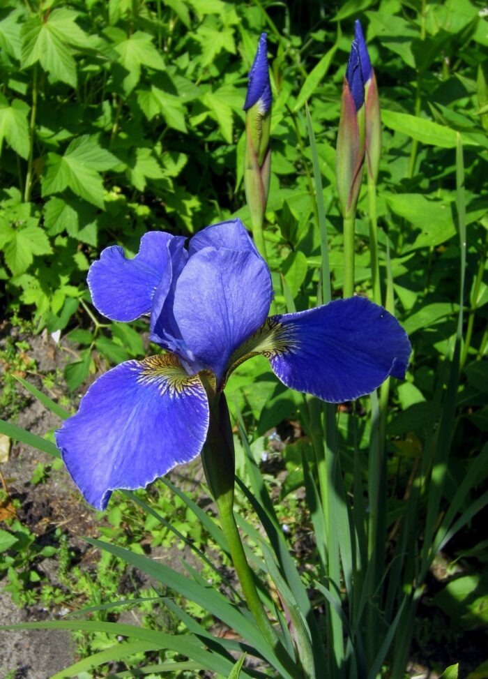 siberi iiris silver edge