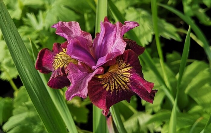 siberi iiris miss apple