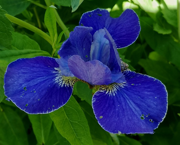 siberi iiris silver edge