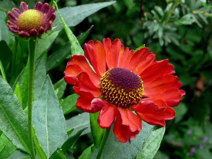 Heleenium<br/>'Ruby Charm' <br/><span class="toote_lisa">Helenium x</span> - Image 3