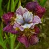 Siberi iiris<br/>'Painted Woman'<br/><span class="toote_lisa">Iris sibirica</span>
