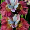 siberi iiris painted woman