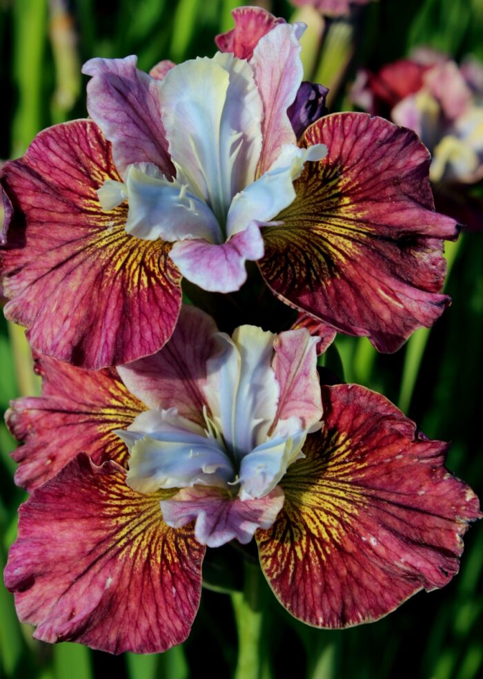 siberi iiris painted woman