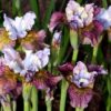 siberi iiris painted woman