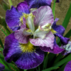 siberi iiris on mulberry street