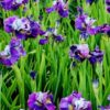 Siberi iiris<br/>'On Mulberry Street'<br/><span class="toote_lisa">Iris sibirica</span> - Image 3
