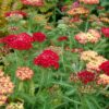 harilik raudrohi desert eve red