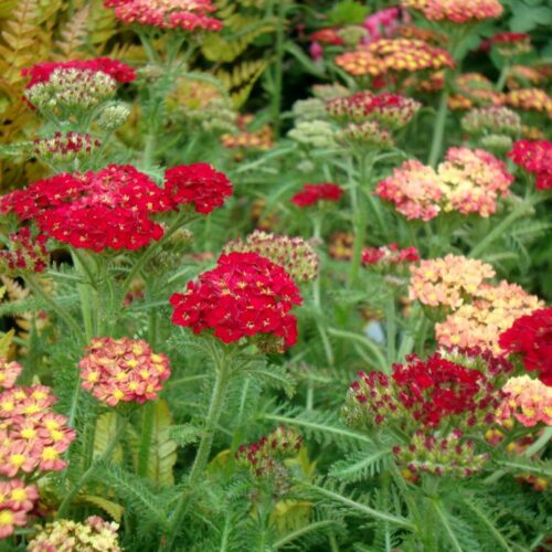 harilik raudrohi desert eve red