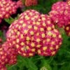 harilik raudrohi desert eve red