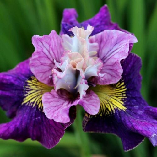 siberi iiris on mulberry street