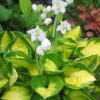 Hosta<br/> 'Sunset Grooves' <br/><span class="toote_lisa">Hosta sieboldiana</span> - Image 2